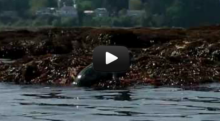 Kayaking Eagle Harbor to Blakely Rock